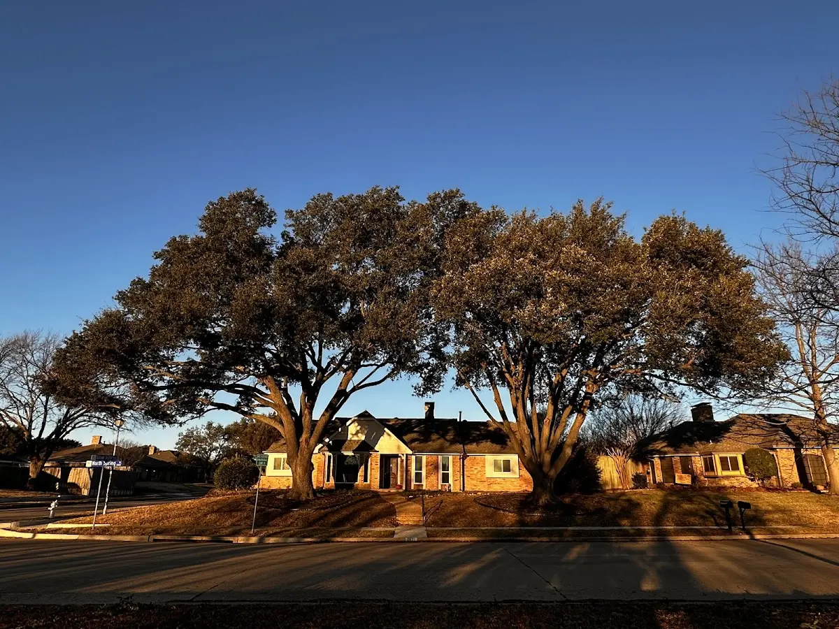 Established residential canopy tree shading a home in Monterey